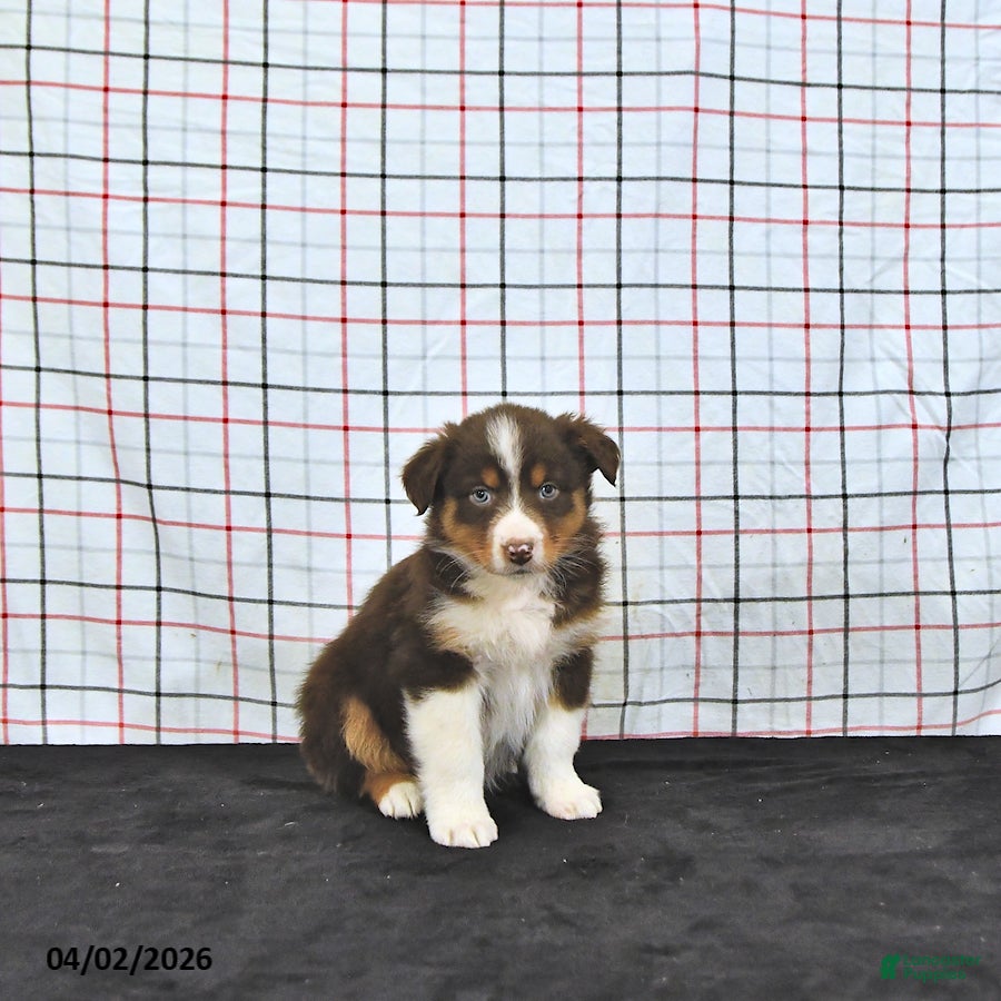 Australian Shepherd dogs Paige - Ad 1