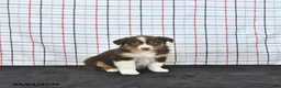 Australian Shepherd dogs for sale: Paige - Ad 1