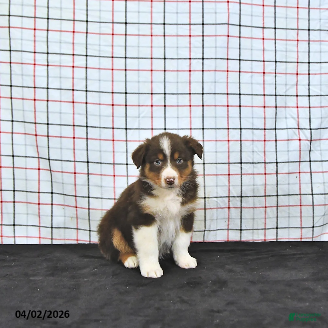 Australian Shepherd dogs for sale: Paige - Ad 1