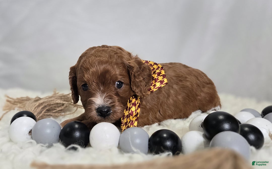 Cavapoo dogs for sale: Tinker - Ad 3