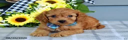 Cavapoo dogs for sale: Tanner - Ad 3