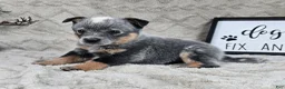Australian Cattle Dog dogs for sale: Harrison - Ad 3