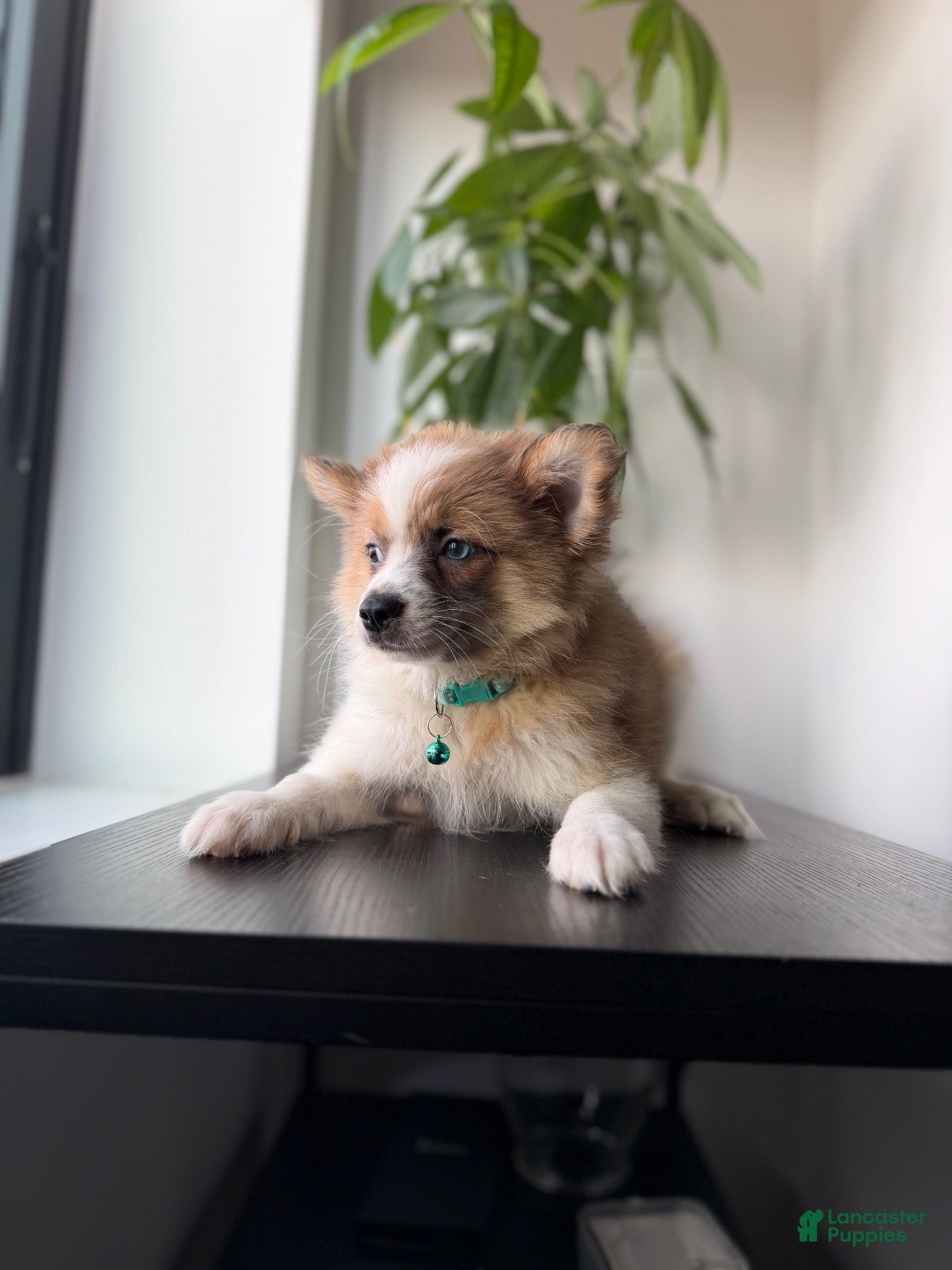 Pomeranian dogs Bluey - Ad 9