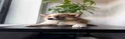 Pomeranian dogs for sale: Bluey - Ad 1