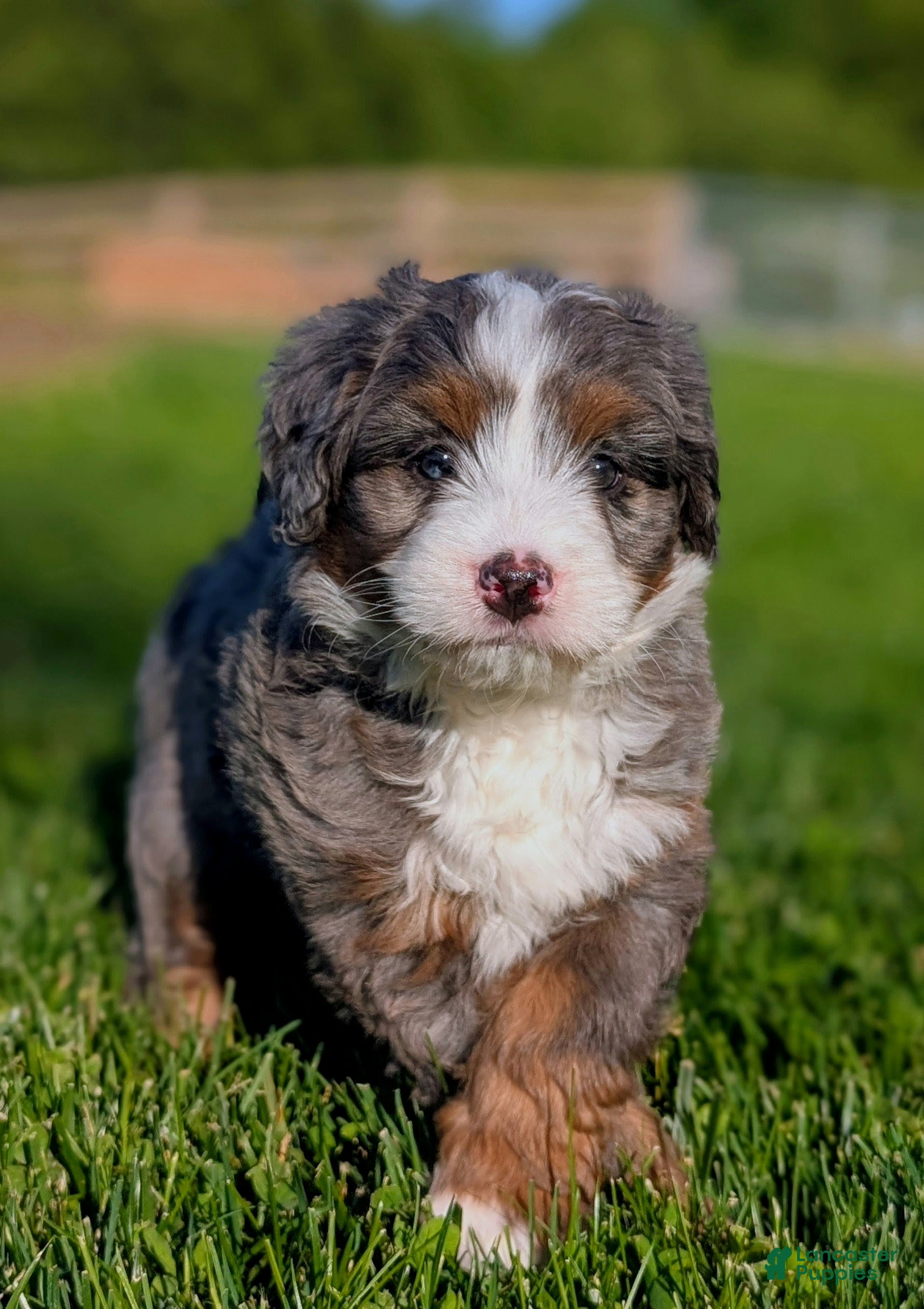 Bernedoodle dogs Sophie  - Ad 1