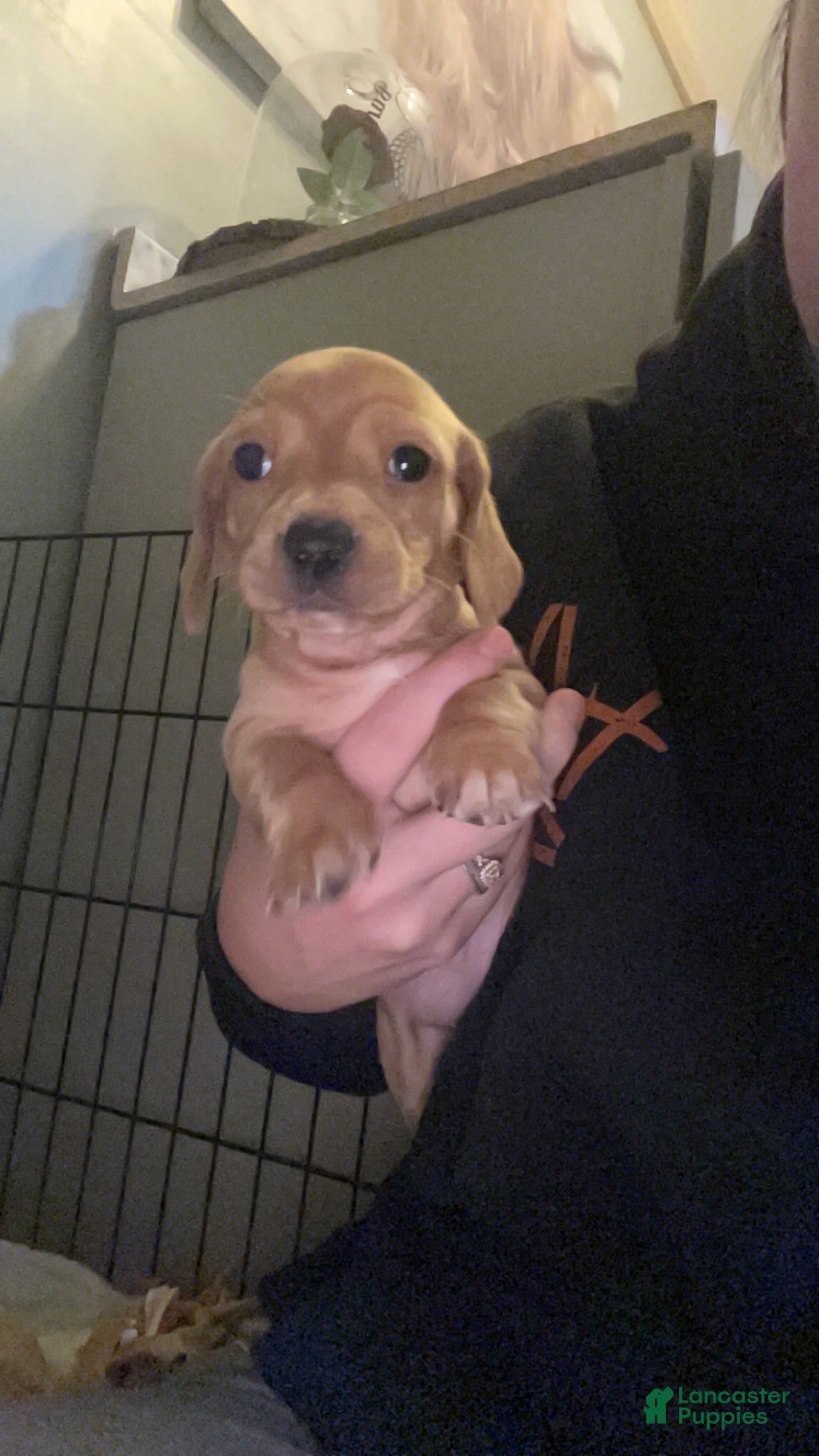 Miniature Dachshund dogs Miniature Dachshund Puppy 2 - Ad 10