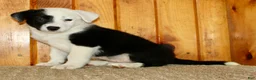 Border Collie dogs for sale: King - Ad 3