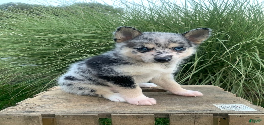 Gallery Image {{count}}