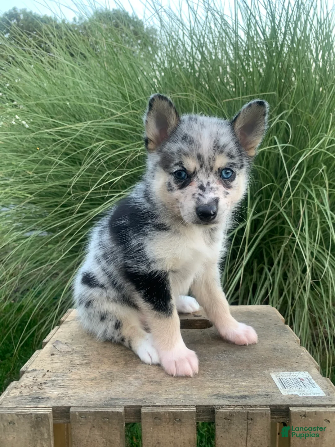 Gallery Image {{count}}