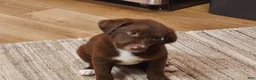 Mixed Breed dogs for sale: Mixed Breed 3 - Ad 2