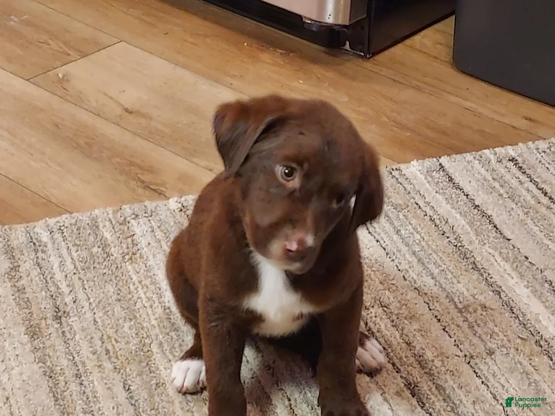 Mixed Breed dogs for sale: Mixed Breed 3 - Ad 2