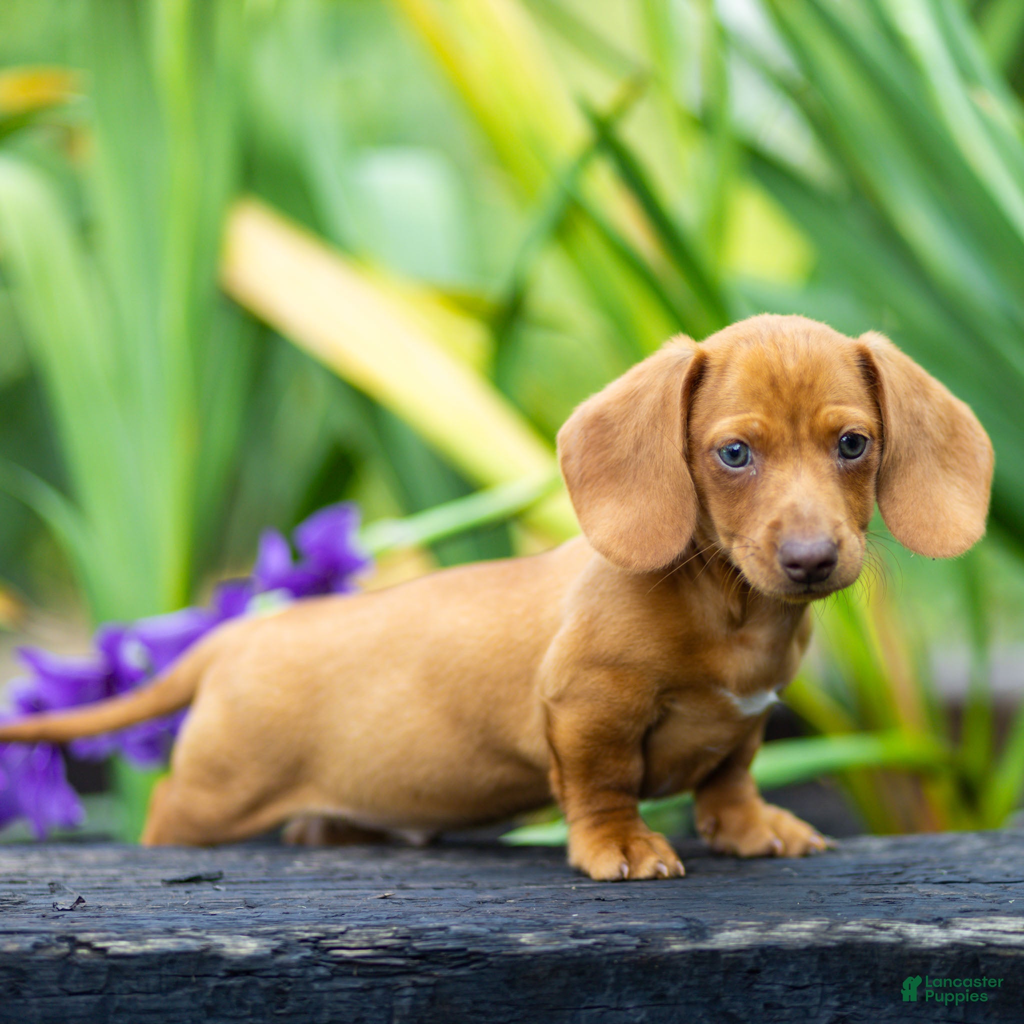 Miniature Dachshund dogs Mylan Miniature Dachshund  - Ad 1