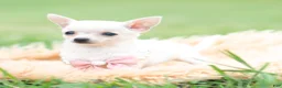 Chihuahua dogs for sale: Teacup Diamond - Ad 6