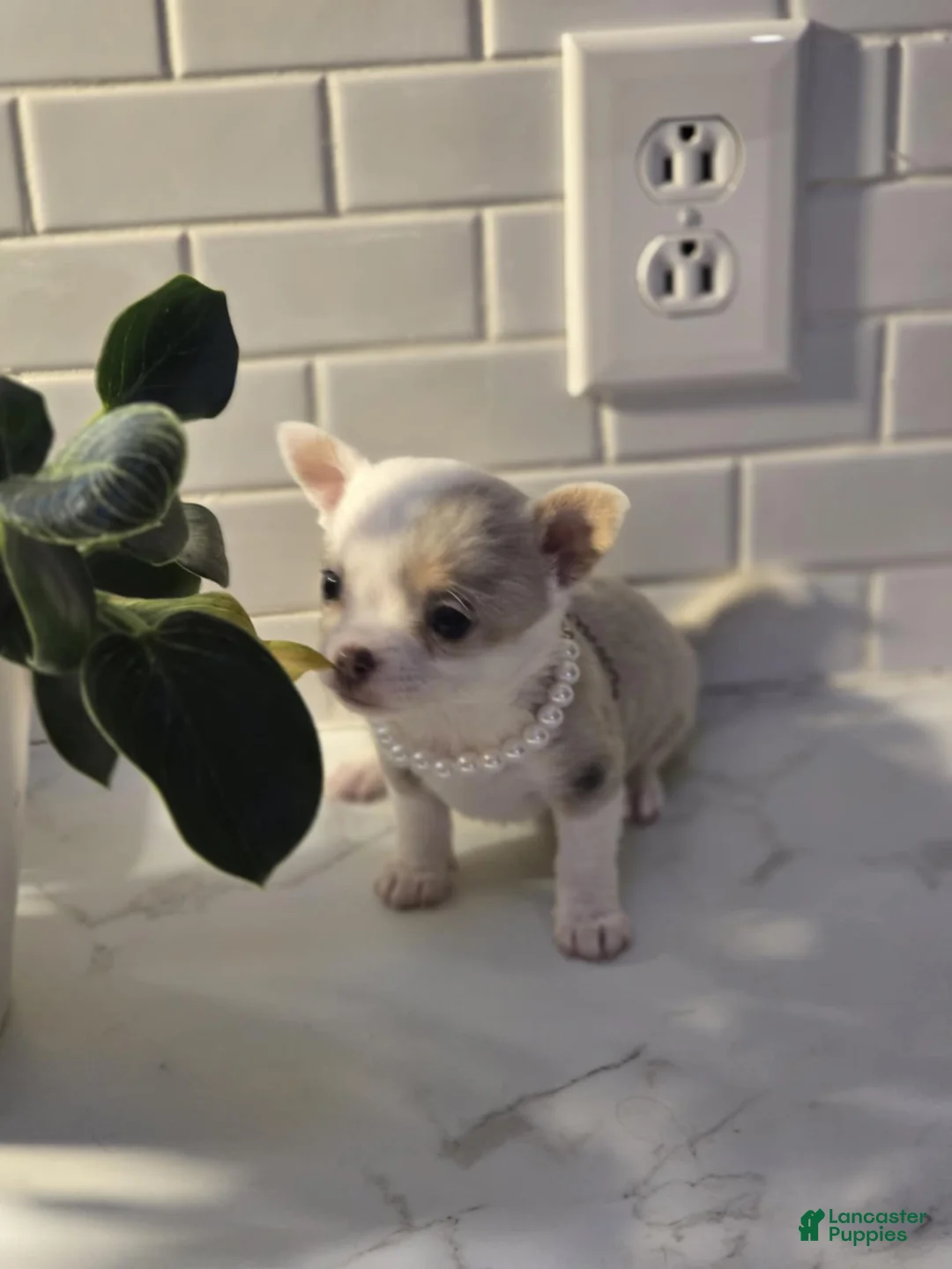 Chihuahua dogs for sale: lilly - Ad 7