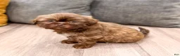 Shih Tzu dogs for sale: Fletcher - Ad 7