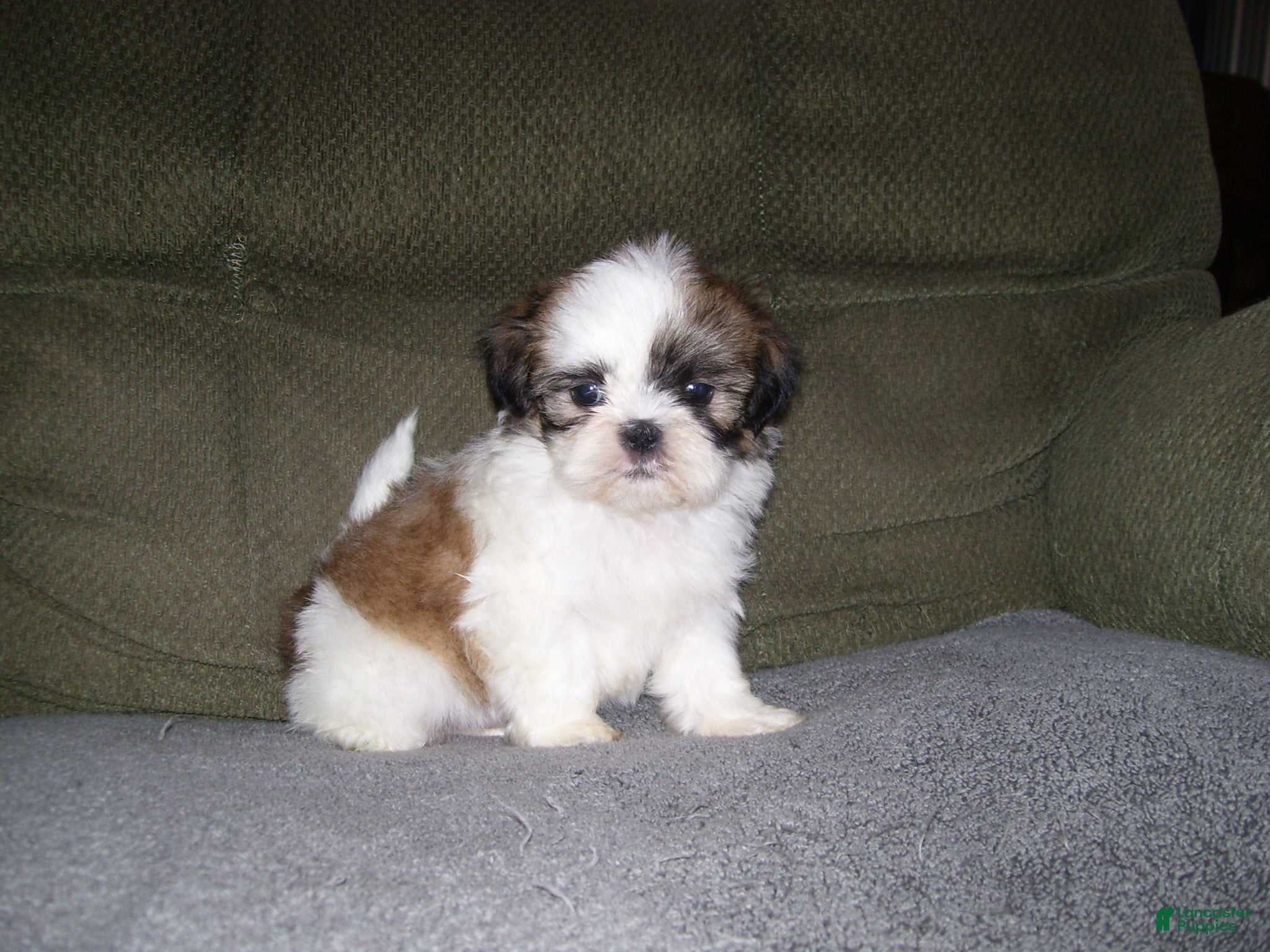 Shih Tzu dogs BENTLEY - Ad 20
