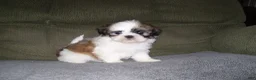 Shih Tzu dogs for sale: BENTLEY - Ad 1
