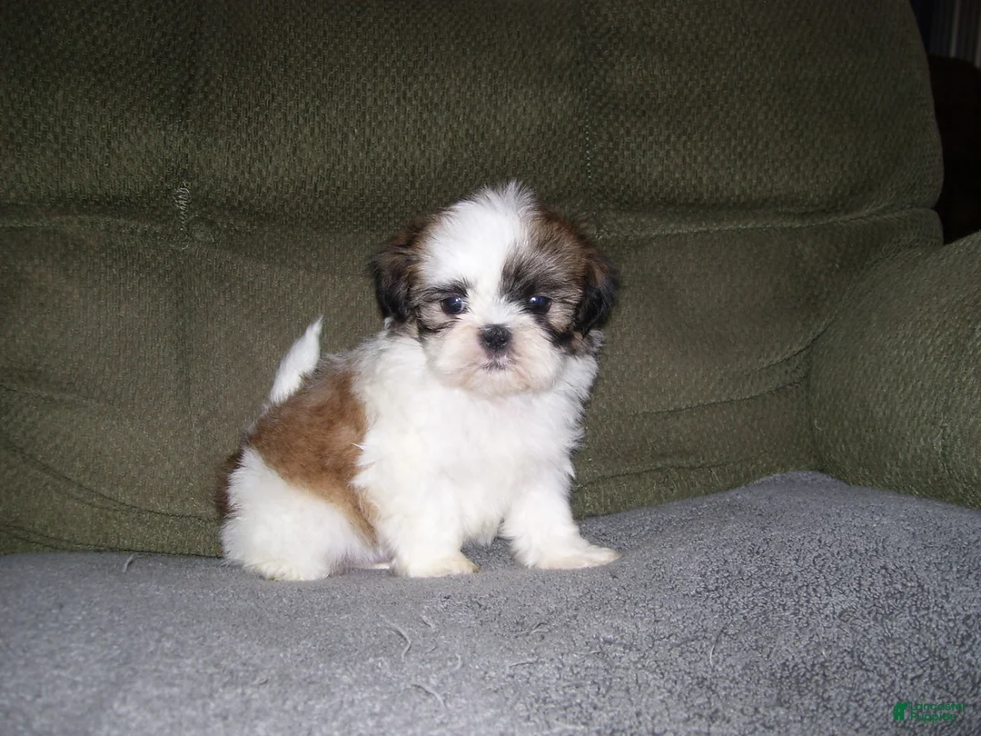 Shih Tzu dogs for sale: BENTLEY - Ad 1