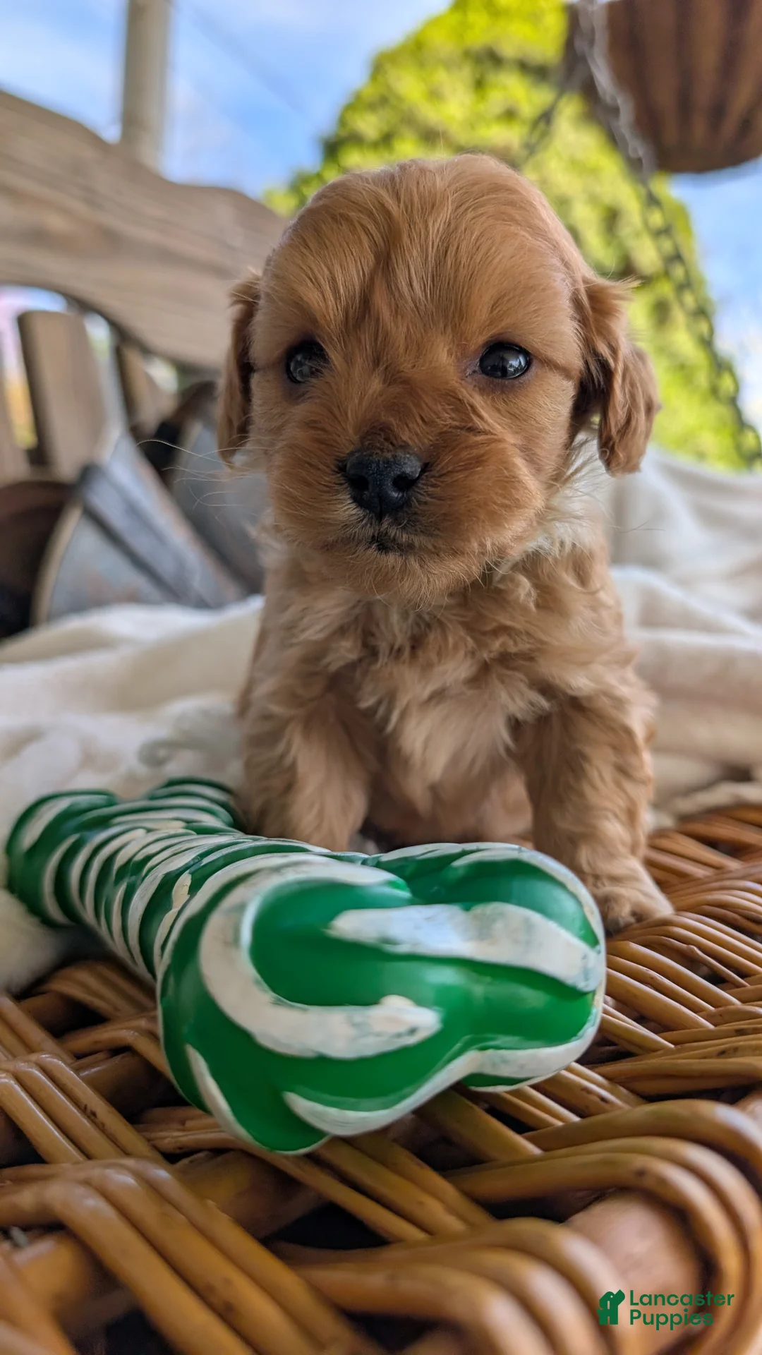 Cavapoo dogs for sale: Cuddles - Ad 1