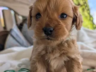 Cavapoo dogs for sale: Cuddles - Ad 3