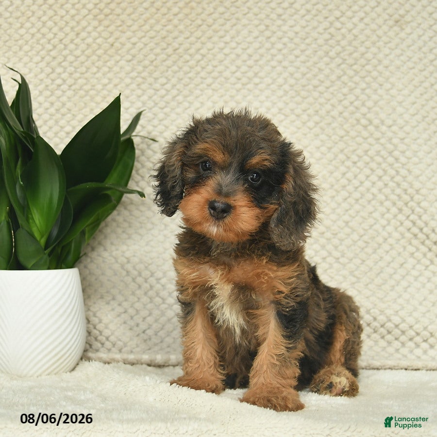 Cavapoo dogs Riley  - Ad 1