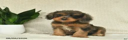 Cavapoo dogs for sale: Riley  - Ad 1