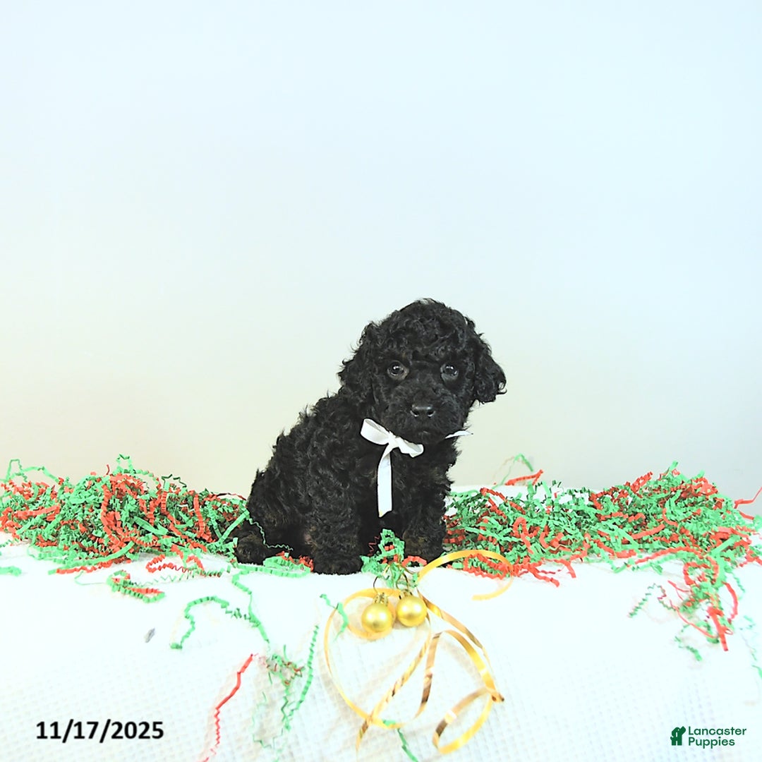 Miniature Poodle dogs for sale: Alvin - Ad 10