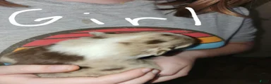 Australian Shepherd 4