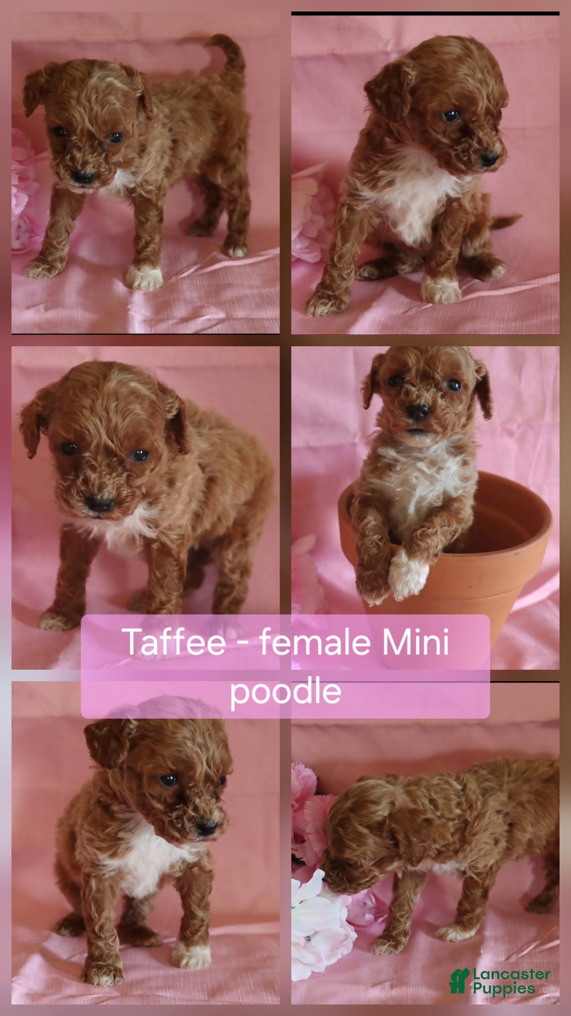 Miniature Poodle dogs Taffee - Ad 12