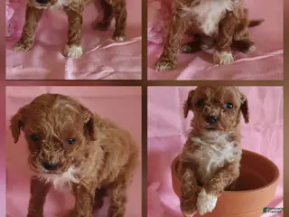 Miniature Poodle dogs Taffee - Ad 17