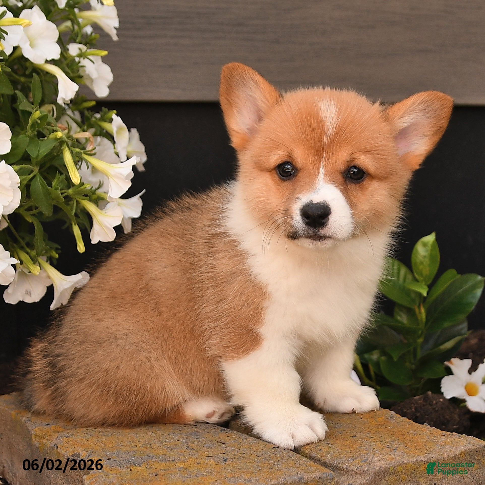 Welsh Corgi Pembroke dogs for sale: Blossem - Ad 4