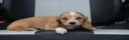 Miniature Dachshund dogs for sale: Byron - Ad 7