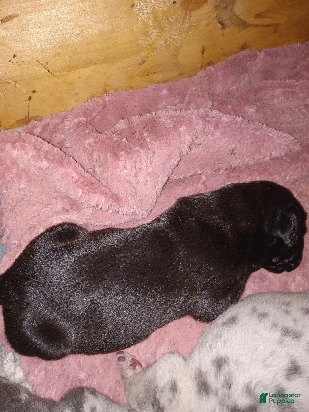 Daniff dogs for sale: LOVE-Daniff Puppy 8 - Ad 2