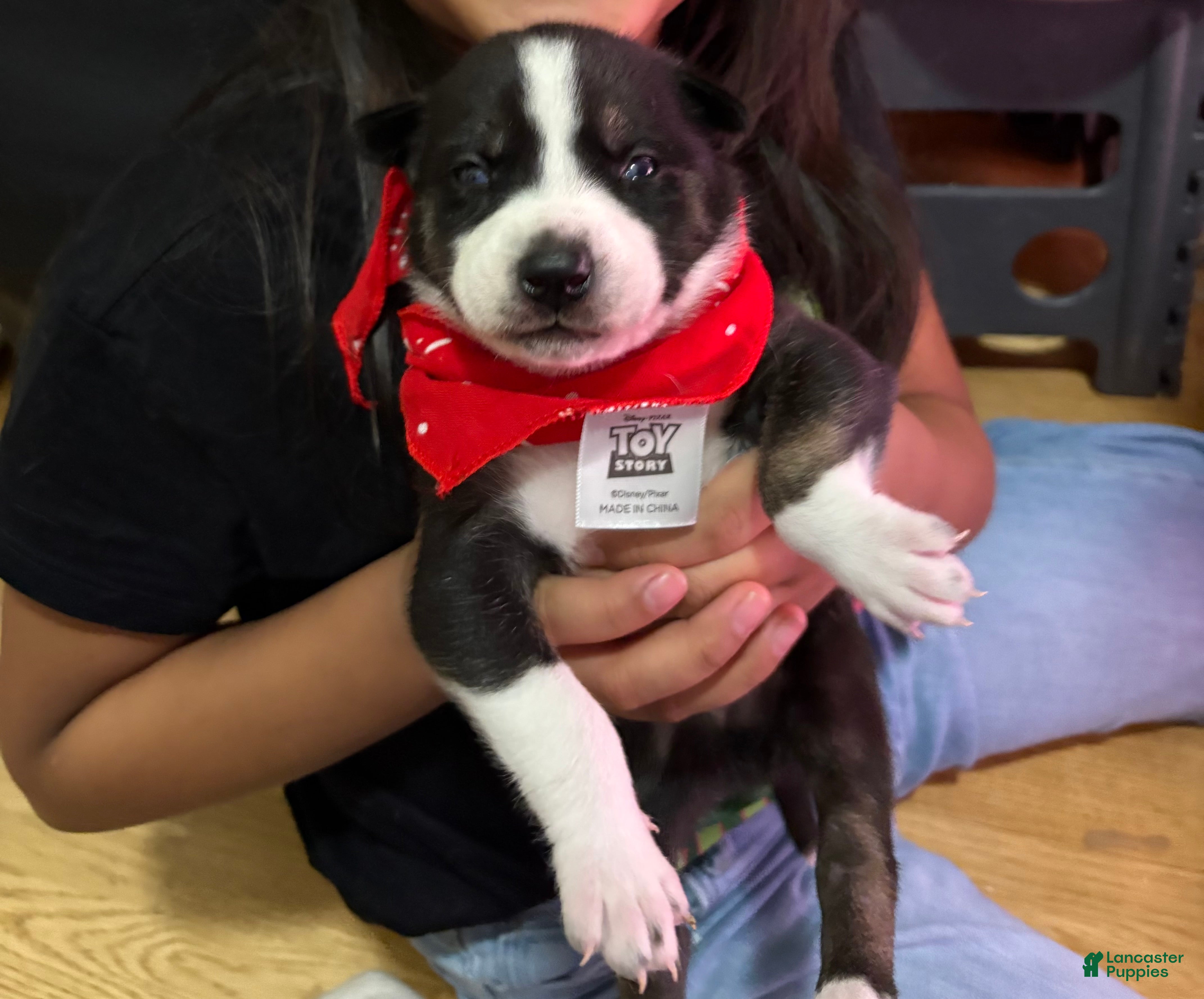 Mixed Breed dogs Ace - white and black - Ad 24