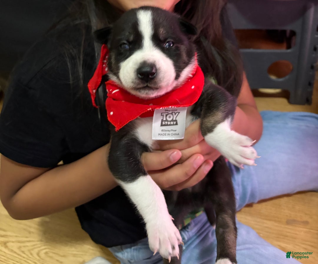 Mixed Breed dogs for sale: Ace - white and black - Ad 1