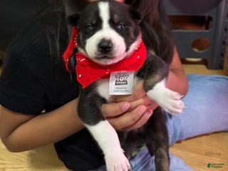 Mixed Breed dogs Ace - white and black - Ad 38