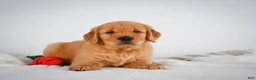 Golden Retriever dogs for sale: Rocky - Ad 4