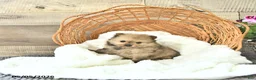 Pomeranian dogs for sale: Alex - Ad 4