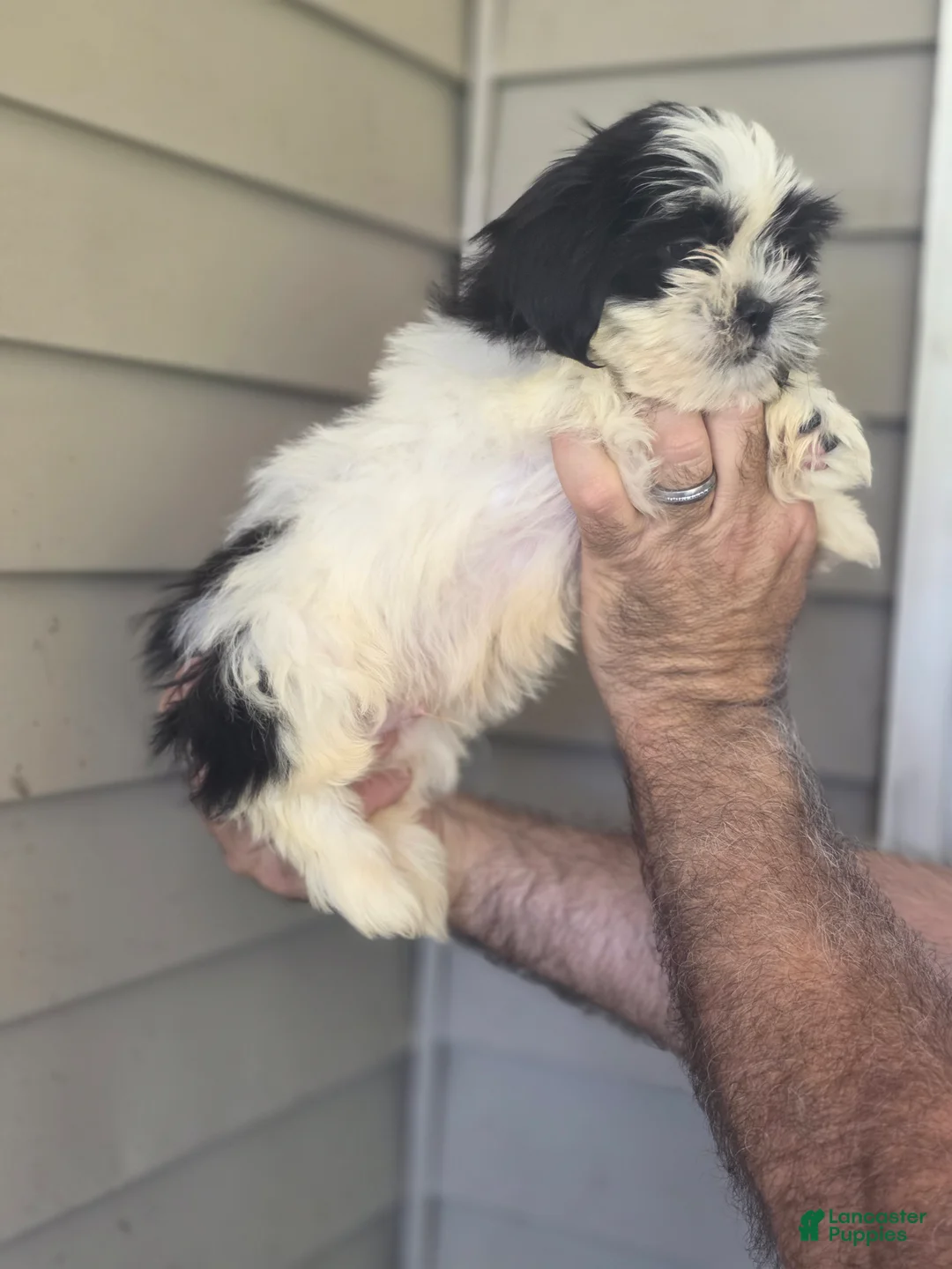 Shih Tzu dogs for sale: Jack  - Ad 3