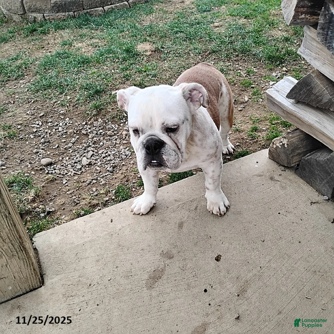 English Bulldog dogs for sale: Rover - Ad 13