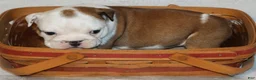 English Bulldog dogs for sale: English Bulldog Puppy 1 - Ad 7