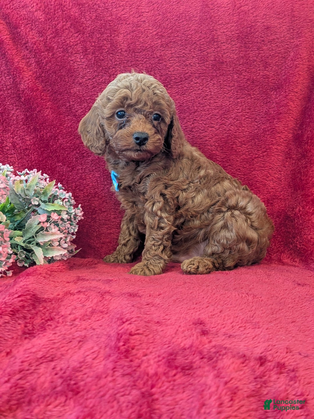 Miniature Poodle dogs for sale: Piper  - Ad 2