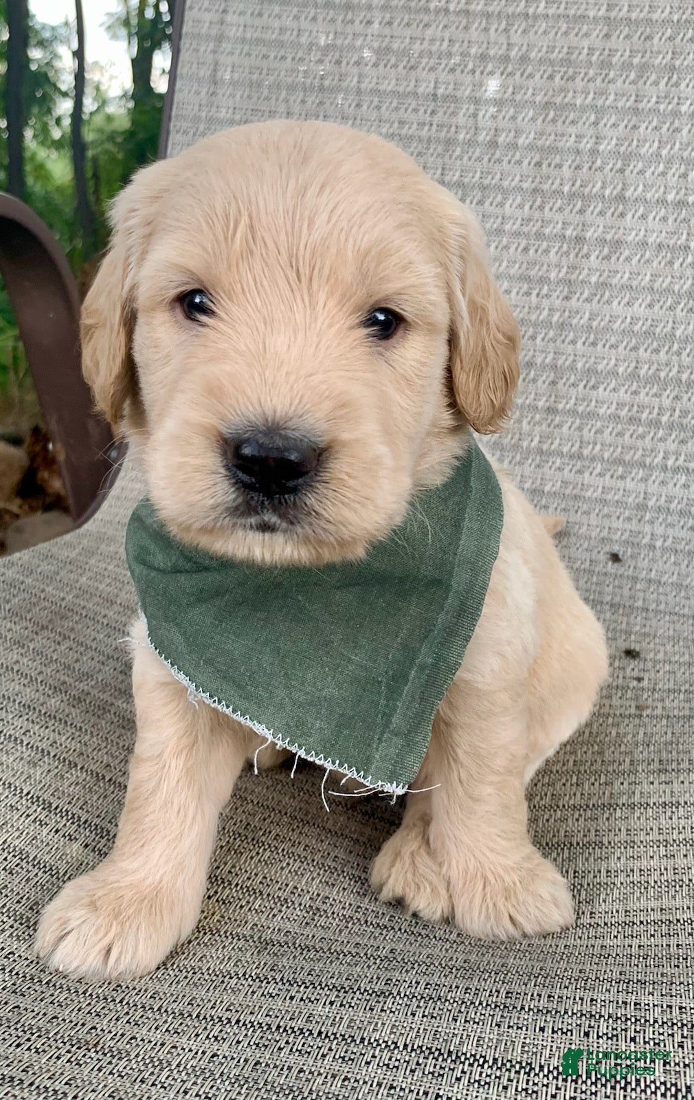 Goldendoodle dogs for sale: Clay - Ad 3