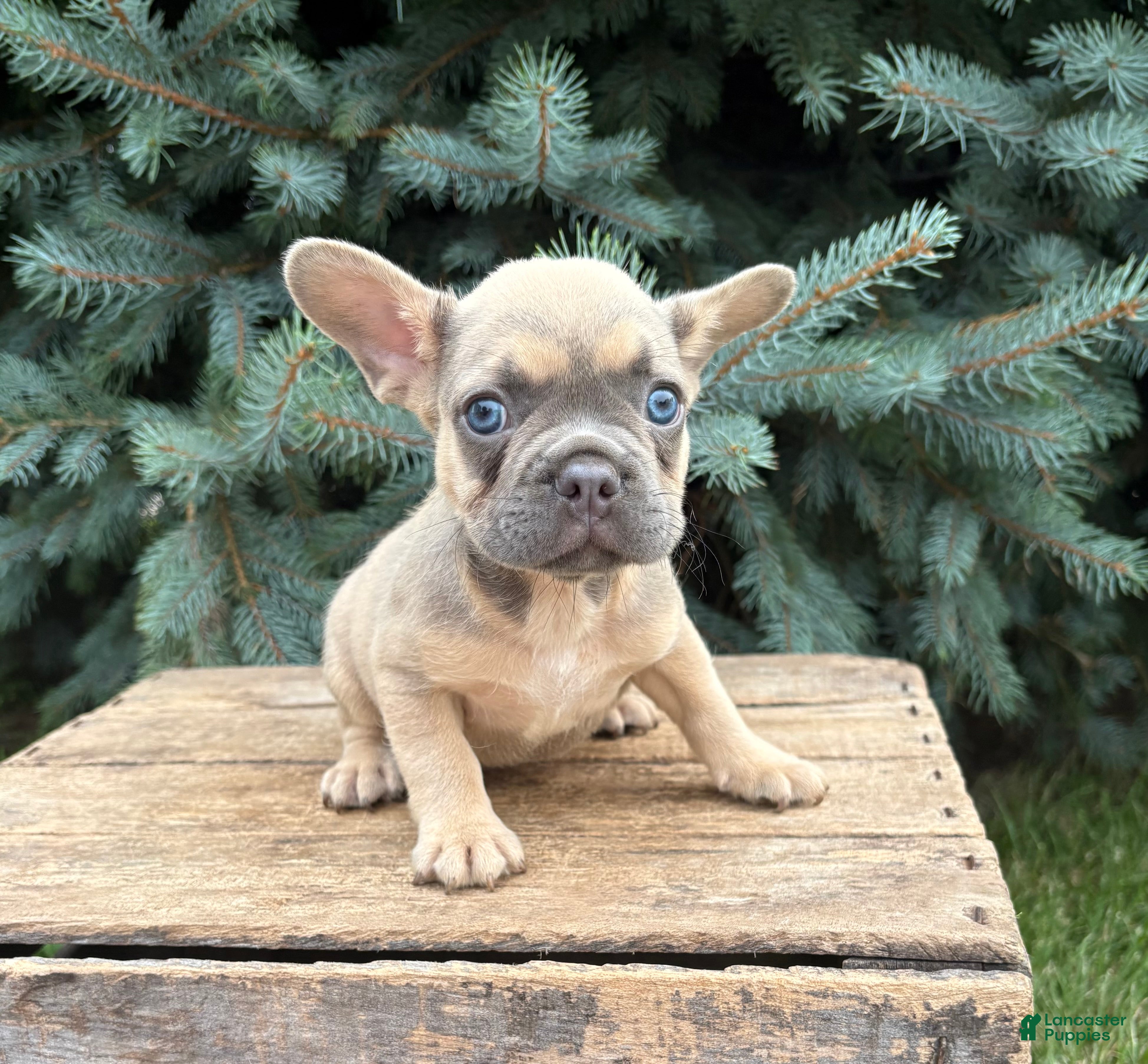 French Bulldog dogs Dewey - Ad 1