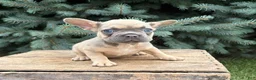 French Bulldog dogs for sale: Dewey - Ad 1