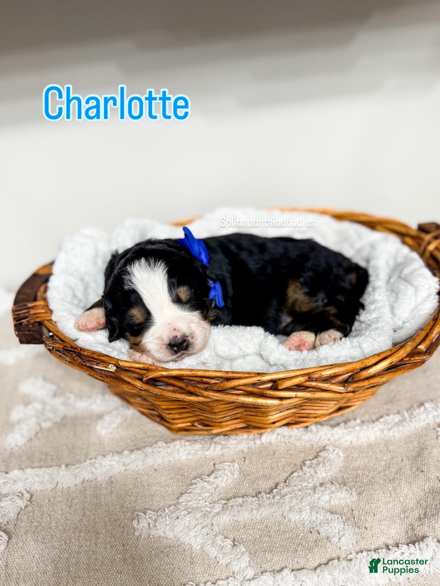 Bernedoodle dogs Charlotte - Ad 7