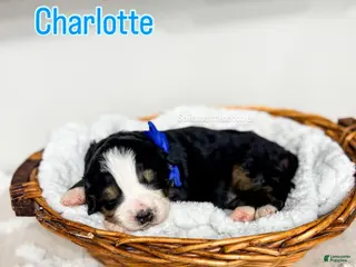 Bernedoodle dogs Charlotte - Ad 7