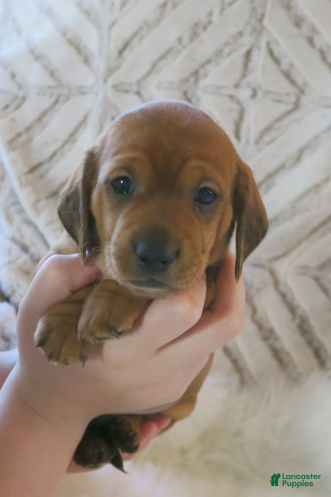 Dachshund dogs for sale: Finn - Ad 13