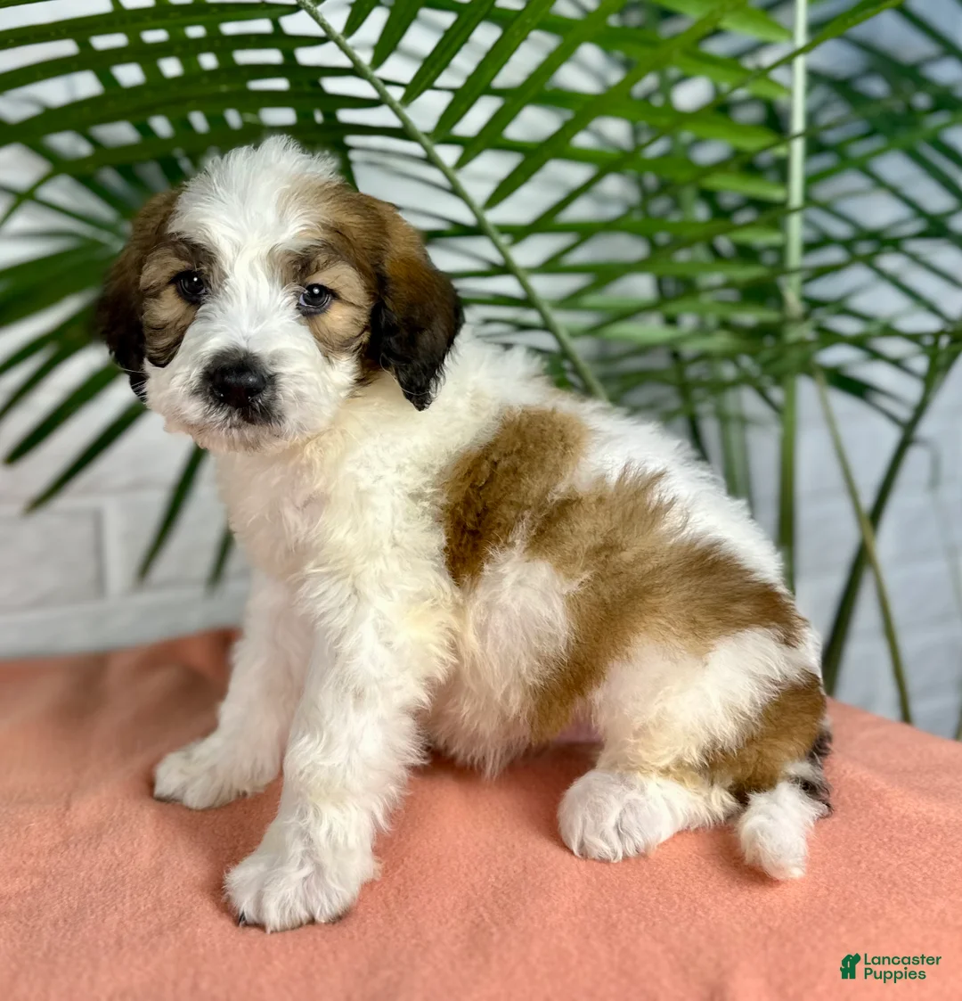 Saint Berdoodles dogs for sale: Stella - Ad 3