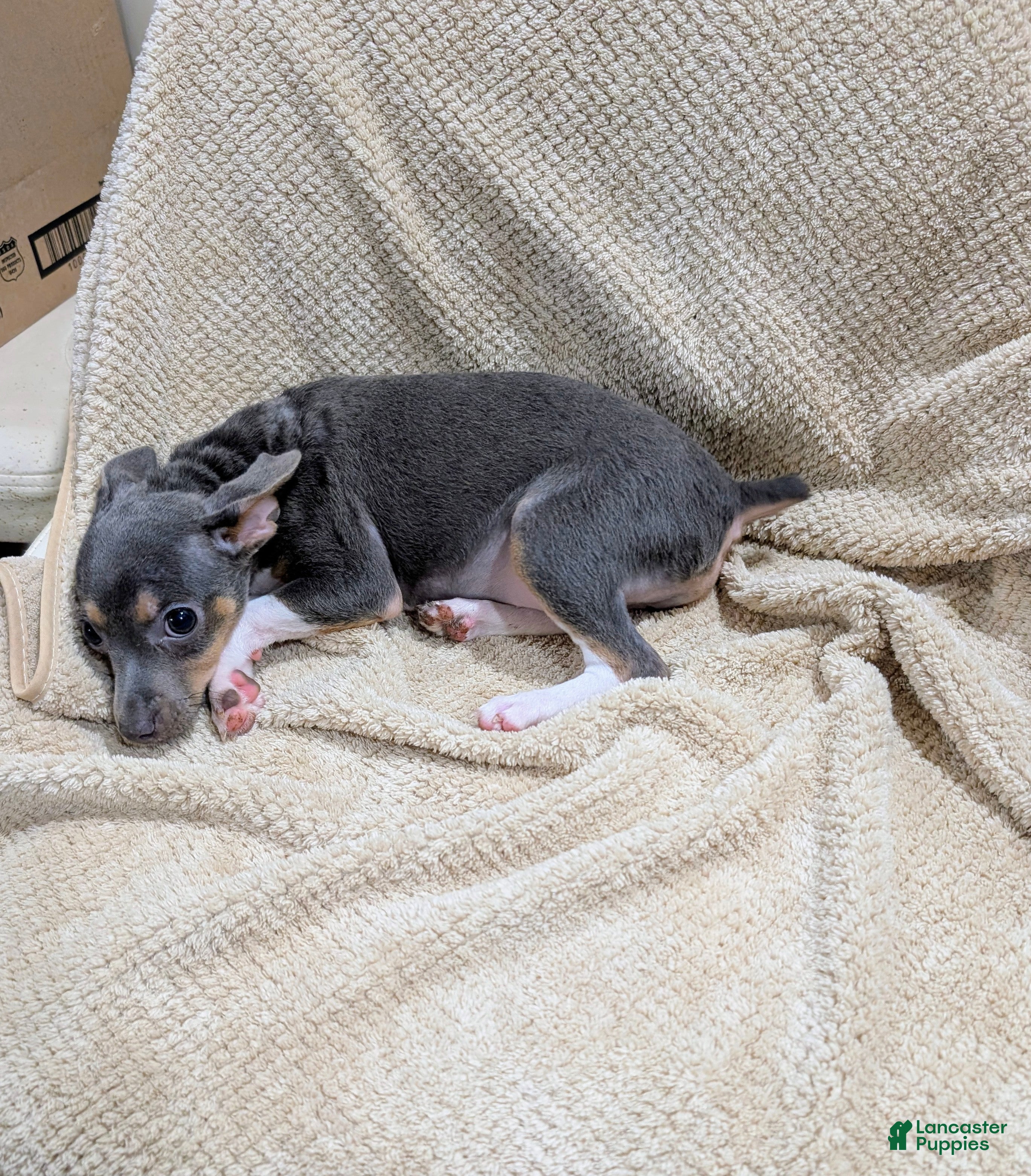Rat Terrier dogs for sale: Annabelle - Mini Rat  - Ad 2